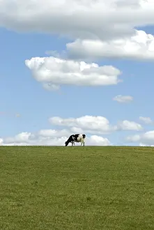 D Me: Cow grazing in a meadow Puy-de-D'me France