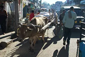 Cart: Cow - Hauling cart in street