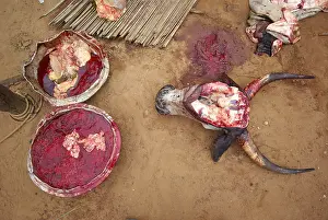 Connective: Cow head and bowl with the blood of the animal Benin