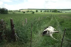 Prim: Cow Holstein died in a meadow