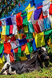 Pradesh: Cow indian sacred animal under Buddhist prayer flags