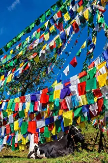 Pradesh: Cow indian sacred animal under Buddhist prayer flags