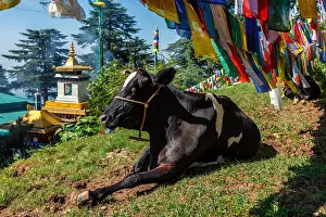 Pradesh: Cow indian sacred animal under Buddhist prayer flags