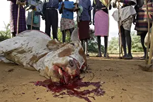 Connective: Cow killed during the Pokot Sapana Ceremony Kenya