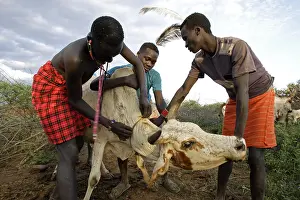 Killings: Cow killed during the Pokot Sapana Ceremony Kenya