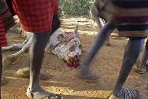 Unsharp: Cow killed during the Pokot Sapana Ceremony Kenya