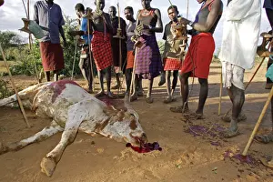Connective: Cow killed during the Pokot Sapana Ceremony Kenya