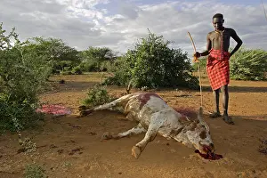 Connective: Cow killed during the Pokot Sapana Ceremony Kenya
