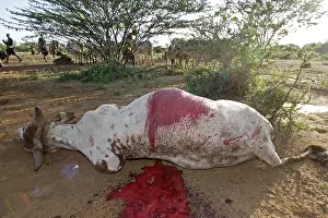 Connective: Cow killed during the Pokot Sapana Ceremony Kenya