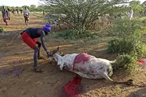 Connective: Cow killed during the Pokot Sapana Ceremony Kenya