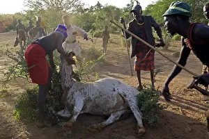 Ceremonies: Cow killed during the Pokot Sapana Ceremony Kenya