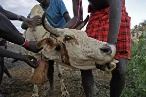 Connective: Cow killed during the Pokot Sapana Ceremony Kenya