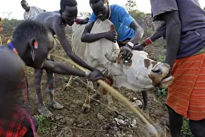 Arms: Cow killed during the Pokot Sapana Ceremony Kenya