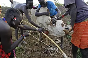 Killed: Cow killed during the Pokot Sapana Ceremony Kenya