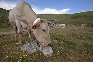 Lleida: Cow licking a block of salt Pyrenees Lerida Spain