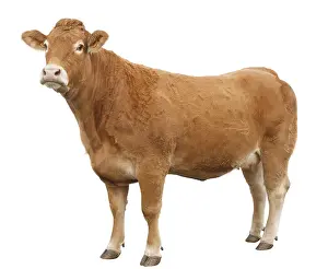 Limousines: A Cow Limousine