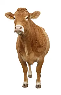 Limousines: A Cow Limousine