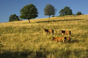 Limousin: Cow limousine at sunset in Correze France