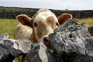 Eire: Cow looking over stone fence, Inishere Island, Republic