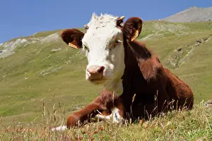 Making: Cow lying in a pasture - Vanoise Alps France