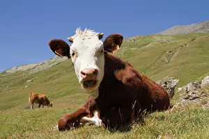Making: Cow lying in a pasture - Vanoise Alps France