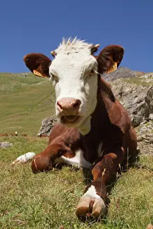 Making: Cow lying in a pasture - Vanoise Alps France