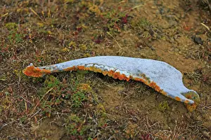 Islas: Cow mandible covered with lichen - Falkland Islands