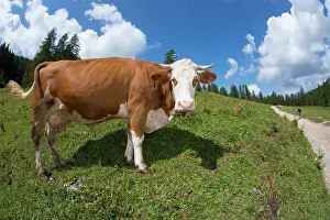 Keeping: Cow in a meadow - Dolomites Italy