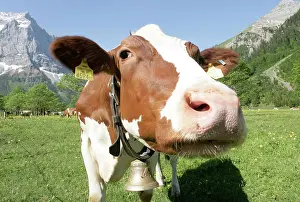 Austrian: Cow in a meadow in the Grosser Ahornboden, Karwendel