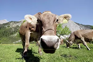 Austrian: Cow in a meadow in the Grosser Ahornboden, Karwendel