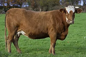 Orne: A cow in a meadow to Lonlay l'Abbaye Orne France