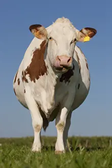 Montbeliardes: A cow in a meadow Montbeliarde France