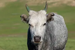 Mongolie: Cow in Mongolia