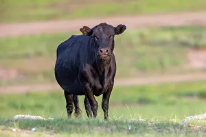 Steppe: Cow in Mongolia