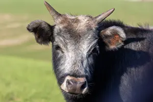Steppe: Cow in Mongolia