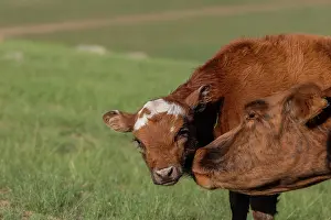 Toilettage: Cow in Mongolia
