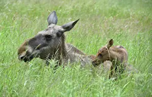 Alces: Cow moose (Alces alces), elk with calf in grass