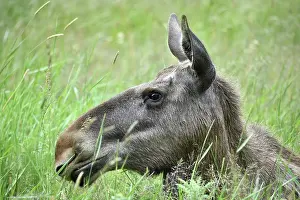 Alces: Cow moose (Alces alces), elk in the grass, Germany