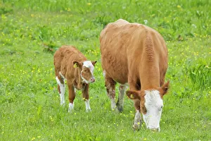Orkneys: Cow - Mother and Calf in Meadow