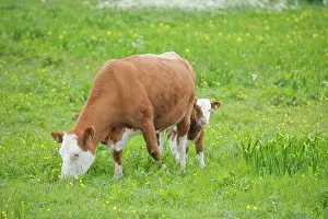 Orkneys: Cow - Mother and Calf in Meadow