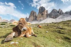 Merlon: Cow on a mountain pasture, North face of the Three