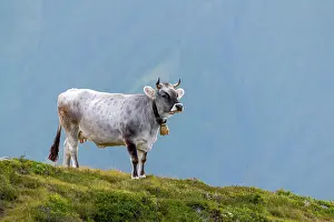 Stubai: Cow on the mountain pasture, Tyrolean grey cattle