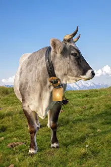 Stubai: Cow on the mountain pasture, Tyrolean grey cattle