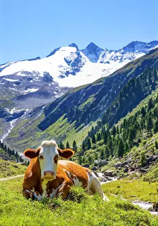 Krimml: Cow on the mountain pasture, Wildgerlostal, Krimml