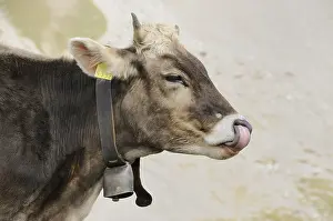 Licked: Cow Mountain in Switzerland