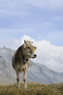 Livestocks: Cow in the mountains in Switzerland