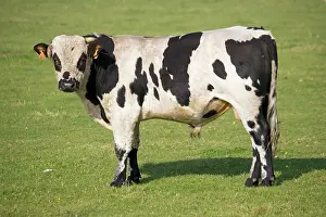 Bullock: Cow - Normande heifer standing looking