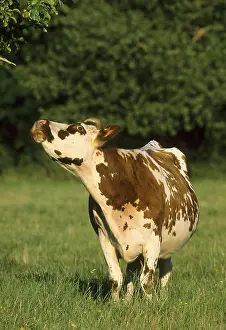 Aestival: Cow Normande x Hollandaise
