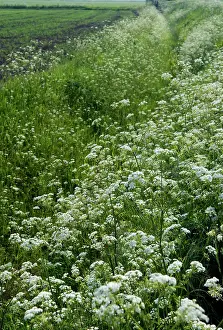 Anthriscus: Cow Parsley