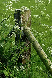 Anthriscus: Cow Parsley